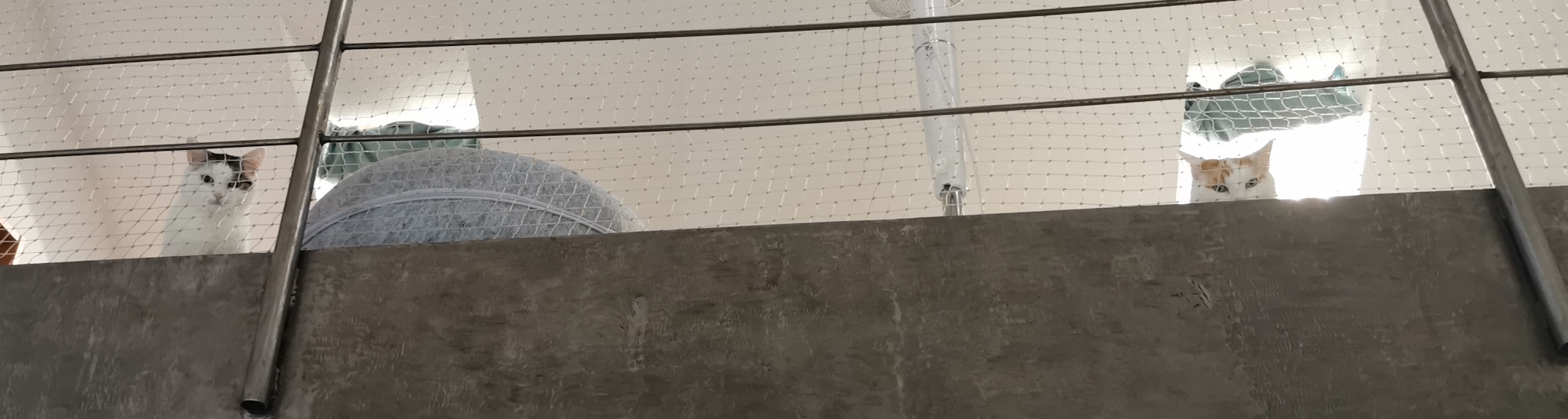 2 skeptisch dreinschauende Kätzchen blicken von oben auf dich herab