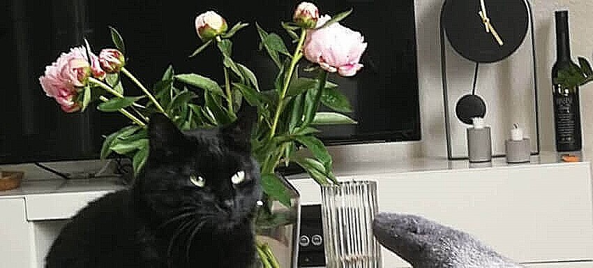 ...Wie ist mir plötzlich?! Der kleine schwarze Kater Fussel ist links im Vordergrund zu sehen, rechts ein bewollsockter Fuß. Fussel schaut etwas seltsam aus der Wäsche, als wäre er sich nicht sicher, ob er den Duft goutieren soll oder eher nicht. Hinter Fussel steht in einer Vase ein Strauß Rosen, wir befinden uns in einem Wohnzimmer.