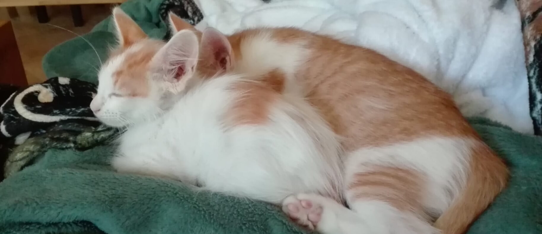 Asmo und Morph sind noch ganz klein auf dem Bild! Sie kuscheln miteinander und sind UNGLAUBLICH süß!