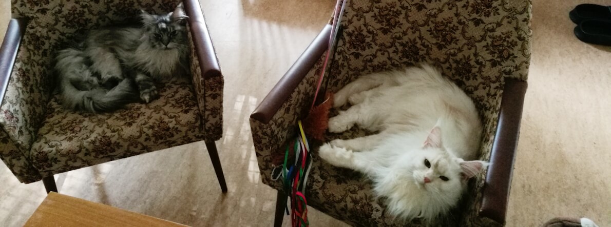 Billy und Tonks haben es sich auf auf dem Balkon gemütlich gemacht. Billy thront auf dem Tisch und schaut überlegen in die Kamera, Tonks befindet sich auf dem Stuhl davor, ist gerade dabei herunterzuspringen