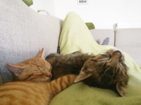 Milly und Mo sind supersüße Katzenkinder! Milly und Mo, zwei circa vier Monate alte Katzenkinder liegen auf der Decke, unter der der Katzensitter auf dem Sofa liegt. Die rot-orange getigerte Milly liegt vorne links, der schwarz-grau getigert Mo liegt eher mittig auf dem Rücken. Beide haben die Augen geschlossen und schnorcheln.
