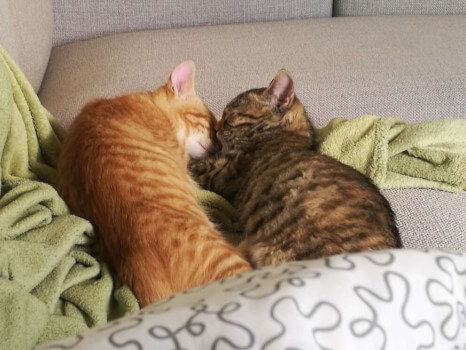 Milly und Mo sind supersüße Katzenkinder awwww!!! Milly und Mo liegen auf dem Sofa und schlafen. Sie sind aneinandergekuschelt und mit etwas Fantasie sieht es so aus, als bildeten sie gemeinsam ein Herz.
