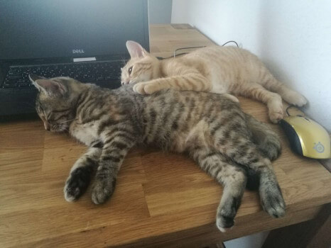 Die waren echt so supersüß äi... Milly und Mo liegen auf dem Tisch, im Hintergrund ist ein aufgeklappter Laptop zu sehen. Milly liegt hinter Mo und legt ihm eine Pfote auf den Rücken.