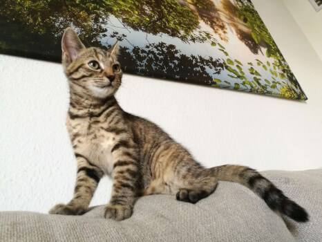 Mo der kloijne Katzenkönig :3 Mo thront auf der Rückenlehne des Sofas. Er sieht stolz und selbstsicher aus.