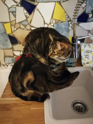 Äußerst faszinierender Wasserhahn! Arya und Leia, zwei braun-schwarz gescheckte Europäisch Kurzhaar Katzen sitzen oberhalb des Spülbeckens. Eine schaut neugierig auf den dünnen Wasserstrahl, der aus dem Wasserhahn kommt, die andere schaut in die entgegengesetzte Richtung. Die Wand im Hintergrund ist mit unterschiedlich großen bunten Mosaiksteinchen dekoriert.