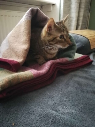 Kuschelige kleine Katzenhöhle Leia sitzt auf einer Kuscheldecke. Ein Teil der Decke bildet ein kleines Dach über ihrem Kopf. Sie sieht entspannt und ziemlich süß aus!