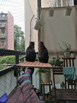 Balkonzeit :) Arya und Leia sitzen nebeneinander auf einem Tischchen auf dem Balkon. Beide wenden der Kamera den Rücken zu. Der Balkon ist mit einem Netz für die Katzen geschützt. Im Hintergrund stehen Pflanzenkübel. Im Vordergrund sind die Beine des Katzensitters zu sehen, er trägt eine Leggins und bunte Wollsocken.
