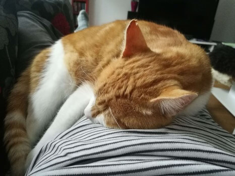 Aufstehen oder bewegen: verboten! Der große weiß-rote Kater Zecki hat es sich auf dem Schoß von Katzensitter Lukas bequem gemacht. Er schnläft offensichtlich ganz friedlich, sodass auch Katzensitter Lukas zu einem Nickerchen gezwungen sein wird…