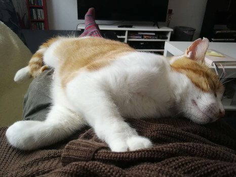Nun, hier gilt das gleiche. Ein ähnliches Motiv aus anderer Perspektive. Zecki liegt mit geschlossenen Augen lang ausgestreckt auf dem Schoß von Katzensitter Lukas.