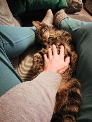 Bauchstreichlung beste leben... Eingerahmt von den Beinen des Katzensitters liegt Zuchhini auf dem Rücken und bekommt den Bauch gekrault. Sie neigt den Kopf mit geschlossenen Augen zur Seite und genießt.