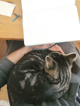 flauschige Arbeitsunterstützung Auf der unteren Bildhälfte liegt Zuchhini zusammengerollt auf dem Schoß des Katzensitters. Auf der oberen Bildhälfte liegt der aufgeklappte Kalender von Lukas auf einem Tisch.