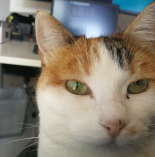 Shiro ist ganz im Bilde Die kleine Glückskatze Shiro nimmt fast das ganze Bild ein und blickt direkt in die Kamera. Sie ist ziemlich süß, ehrlich!