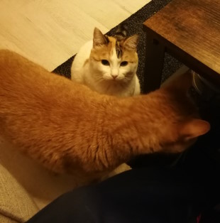 Shiro schaut her, Honzo schaut weg Aus dem Bild sind Shiro und Honzo zu sehen. Honzo scheint gerade durch das Bild zu laufen, wohingegen Shiro sitzt und in die Kamera blickt.