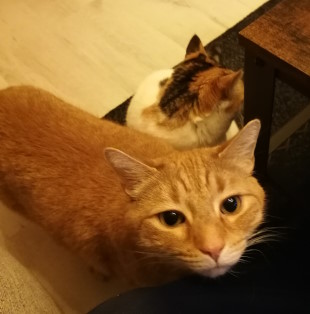 Honzo schaut her, Shiro schaut weg Aus diesem Bild sind die Rollen vertauscht, Honzo blickt in die Kamera und Shiro schaut in die andere Richtung. Ansonsten ist das Bild dem vorherigen sehr ähnlich.