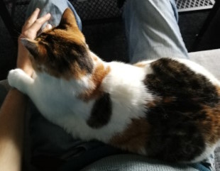 Bitte so sitzen bleiben auf unbestimmte Zeit Wir blicken von oben in den Schoß des Katzensitters. Darauf liegt Shiro, ihre linke Pfote liegt sanft auf seinem Handgelenk.