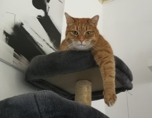 Bosskater Honzo schaut auf dich herab Der rot getigerte Kater Honzo thront auf seinem Katzenturm. Er schaut selbstsicher in die Kamera. Wir sehen neben seinem Gesicht noch seine linke Pfote, die lässig herabhängt…