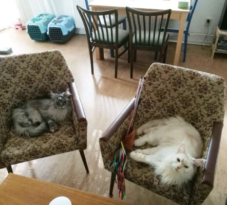 Gemütliche aufm Sessel abchillen... :D Die zwei großen Maine Coon-Katzen Billy (weiß) und Tonks (grau) sitzen auf Sesseln im Wohnzimmer und schauen nach oben in die Kamera. Sie machen einen sehr gediegenen und ausgelasteten Eindruck. Scheinbar hat der Katzensitter bis eben mit Ihnen gespielt, neben Billy liegen zwei Federwedel.