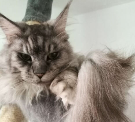 Flauschberg in Kuschelkuhle Ein sehr ähnliches Motiv, nur dass dieses Mal Tonks die Kuhle ganz oben auf dem Kratzbaum „bewohnt“. Er schaut direkt in die Kamera und es wirkt so, als wäre er von seiner eigenen Großartigkeit vollkommen überzeugt…