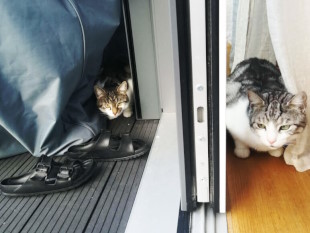 Die führen doch beide was im Schilde... Die zwei Europäisch Kurzhaar-Katzen Desmond und Emerson stehen auf ihren vier Pfoten nebeneinander. Das Bild ist zweigeteilt durch die Schiebetür des Balkons: Desmond schaut direkt in die Kamera und befindet sich draußen, Emerson schaut etwas verstohlen zur Seite und ist drinnen.