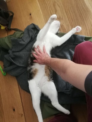 Tummyrub bitteeee Desmond hat es sich auf einem Pullover gemütlich gemacht. Er streckt alle Viere von sich und empfängt genüsslich die Bauchstreicheleinheiten des Katzensitters Lukas.