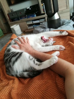 ultra am gähnen :3 Emerson gähnt, sein Maul ist weit aufgerissen und er stteckt seine Vorderpfoten seitlich am Kopf aus. Der Katzensitter vergräbt seine Hand im dichten Katzenfell. So flauschig!