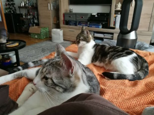 chillen :) Emerson und Desmond liegen gemütlich auf einer orangenen Decke nebeneneinander. Sie schauen gelassen seitlich auf einen Punkt außerhalb des Bildes.