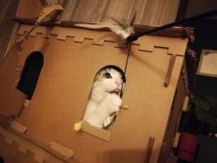 Burgverteidigung MEOOOOOW! Paul liegt auf dem Rücken auf dem Teppich und zeigt uns seinen prächtigen Bauch.