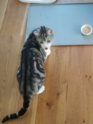 :P Desmond steht vor dem Futternapf der beiden Kater. Er hat den Kopf gewendet und streckt die Zunge heraus. Warum hat der Katzensitter anstatt zwei nur ein kleines Näpfchen mit Katzenfutter dorthin gestellt?