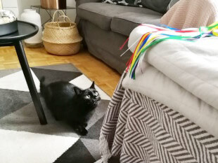 1 Vampir :3 Der kleine schwarze Kater Fussel starrt von dem Teppich aus auf die Spielangel mit den bunten Stoffstreifen auf dem Sofa. Besonders süß wird das Bild durch seine kleinen Vampirzähnchen und sein leichtes Schielen.