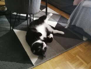 Tummy rub! Paul liegt auf dem Rücken auf dem Teppich und zeigt uns seinen prächtigen Bauch.