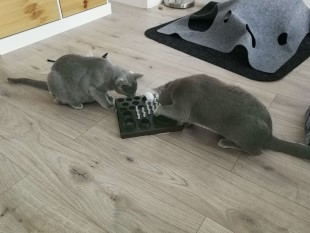 Bissl arbeiten für den Mampf is au ma ned schlecht... Die zwei jungen Russisch Blau-Katzen Aryah und Meeko holen sich ihre Lekkerlies mit den Pfoten aus dem Futter-Spielzeug.