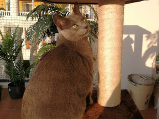 Abendsonne aufs Fell scheinen lassen und dabei gut aussehen... Meeko sitzt auf der mittleren Ebene des Kratzbaums, auf dem Balkon. Er schaut seitlich an uns vorbei. Durch die Abendsonne ist alles in ein schönes Licht getaucht…