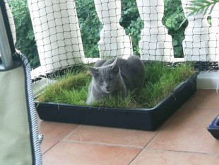 Gemütlich! Aryah liegt auf dem Balkon in ihrer kleinen Katzengras-Kiste. Sie hat die Augen geschlossen und macht ein kleines Nickerchen.