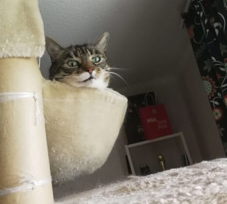 Würdevolle alte Katzendame... Mephista, eine ältere dreifarbige Europäisch Kurzhaar-Dame liegt in Ihrer gemütlichen Kuhle oben auf dem Katzenbaum. Sie schaut direkt in die Kamera und sieht etwas verdattert aus.
