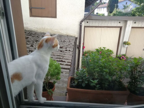 Obi darf rausgehen und die Gegend mit seiner Katzengang unsicher machen :3 Obi, das kleine weiße Katerkind mit roten Punkten steht im Fensterrahmen und schaut hinaus in den Hinterhof. Neben ihm stehen auf dem Fensterbrett drei Topfpflanzen.
