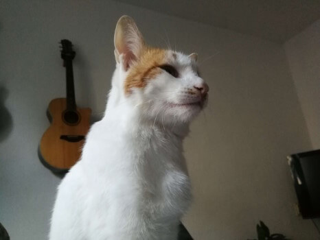 Stolzes kloijnes Kätzchen! Obi sitzt aufrecht auf dem Katzensitter und schaut seitlich an der Kamera vorbei.