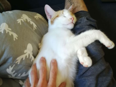 Abschnorcheln. Obi schmiegt sich mit geschlossenen Augen an das Bein von Katzensitter Lukas an, dessen Hand ruht seitlich auf seinem Bauch.