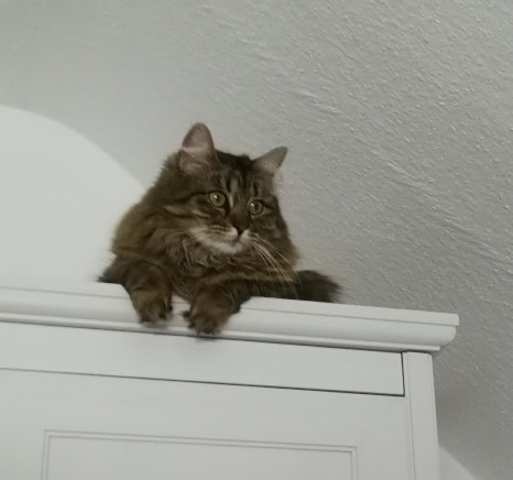 Dori schaut vom Schrank heruntern Dori, eine flauschige grau-schwarze Katze, sitzt oben auf dem Schrank und beobachtet etwas.