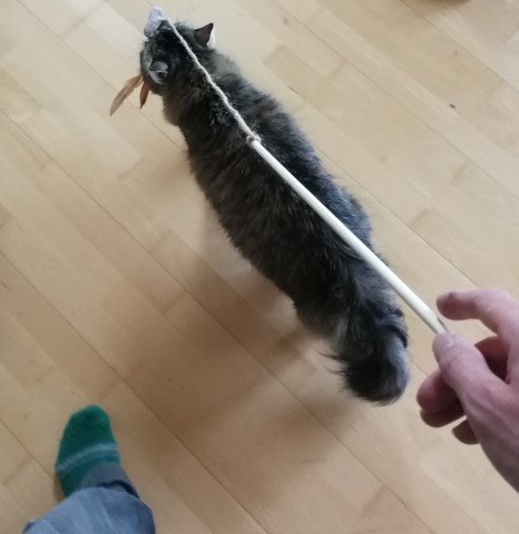 Dori geht mit Katzensitter Lukas Gassi Dori hält eine Feder im Maul, das eine Ende der Spielangel. Sie führt den Katzensitter quasi Gassi, der das andere Ende hält.