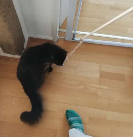Igorr geht mit Katzensitter Lukas Gassi Igorr hält eine Feder im Maul, das eine Ende der Spielangel. Das andere Ende wird vom Katzensitter gehalten. Igorr sitzt aktuell, vielleicht überlegt er noch, wo die Reise hingehen soll…