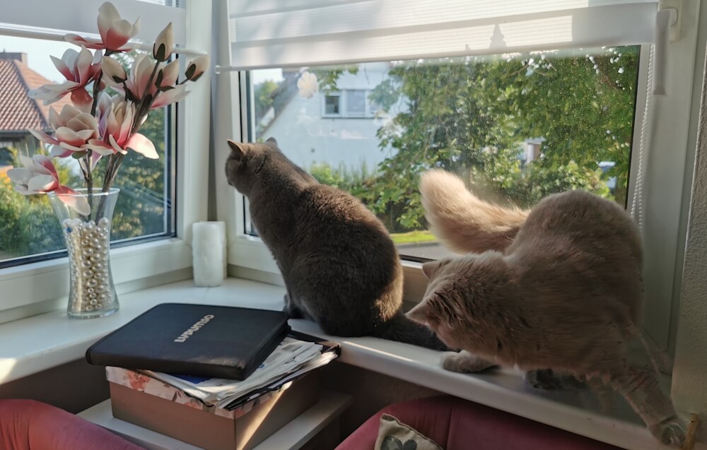 Skipper hat immer nur Flausen im Kopf! Aris und Skipper sitzen auf der Fensterbank. Draußen scheint die Sonne, links von ihnen prächtig blühende Blumen in einer Vase. Skipper scheint eher auf Spielen aus zu sein...