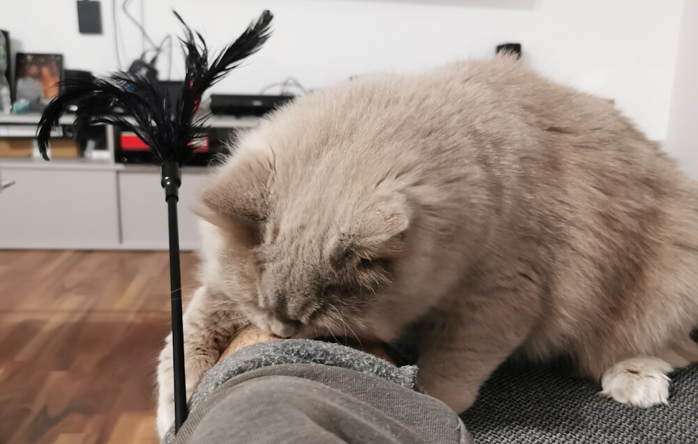 Skipper attackiert des Katzensitters Bein! Der kleine Skipper greift spielerisch das Bein des Katzensitters an! Links im Bild ein von Federn gekrönter Stab - ein Katzenspielzeug.