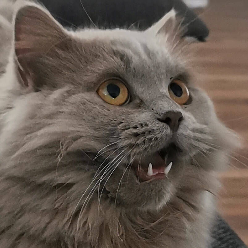 Oh mein Gott, was passiert gerade?! Eine Nahaufnahme von Skippers gesicht. Sein Maul ist offen, er scheint zu staunen.