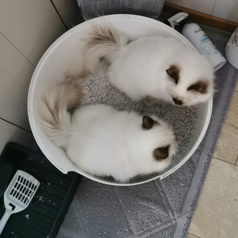 Von oben sehen wir die beiden Katzenkinder, wie sie im runden Katzenklo sitzen. Sie schauen einander an