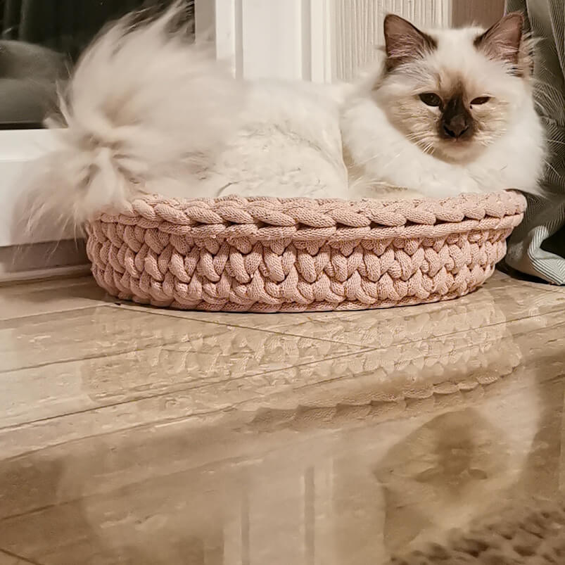 Ein kleines Katzenkind sitzt in seinem Körbchen und schaut etwas derangiert aus