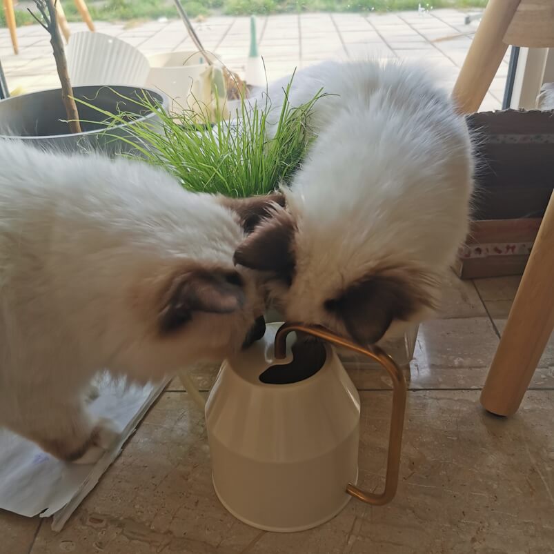 Die beiden Katzenkinder beugen sich über die Öffnung einer kleinen Gießkanne. Im Hintergrund ist Katzengras zu sehen