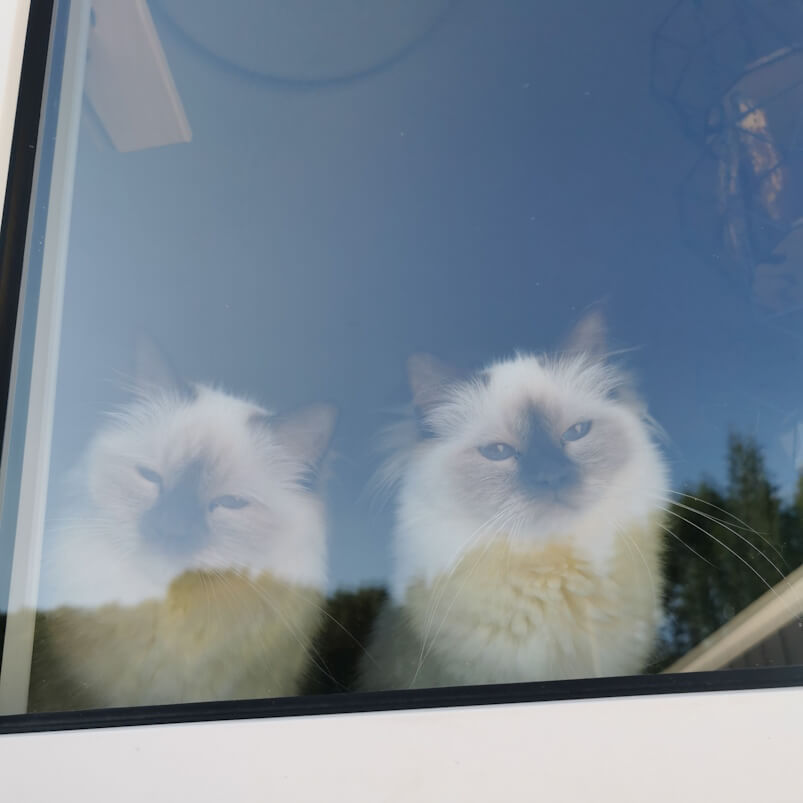 Die beiden Katzenkinder sind frontal zu sehen und schauen aus dem Fenster. Die Kamera befindet sich vor dem Fenster, draußen.