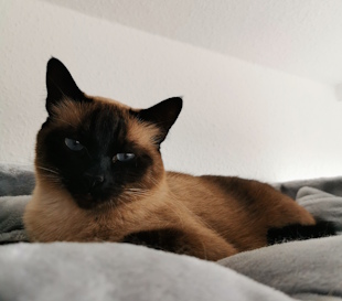 Roxxy, eine schwarz-graue Siamkatze kuschelt auf einer Decke und schaut leicht enerviert in die Kamera