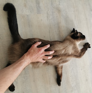 Roxxy liegt seitlich auf dem Boden und wird vom Katzensitter gestreichelt