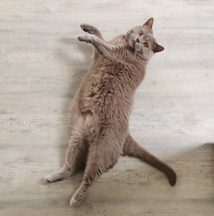 Pompom liegt auf dem Boden, die Pfoten zeigen nach links, der Bauch sieht sehr flauschig aus